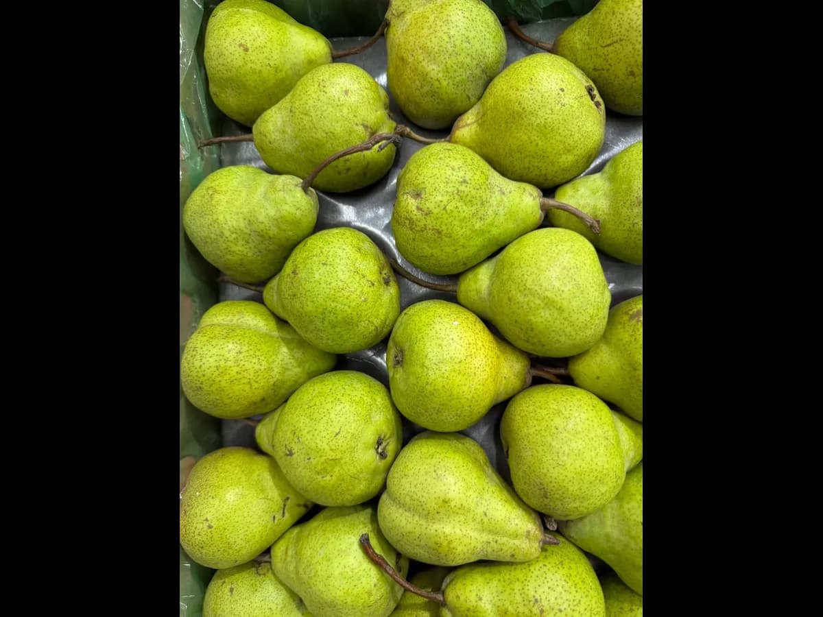 Груша пакхам