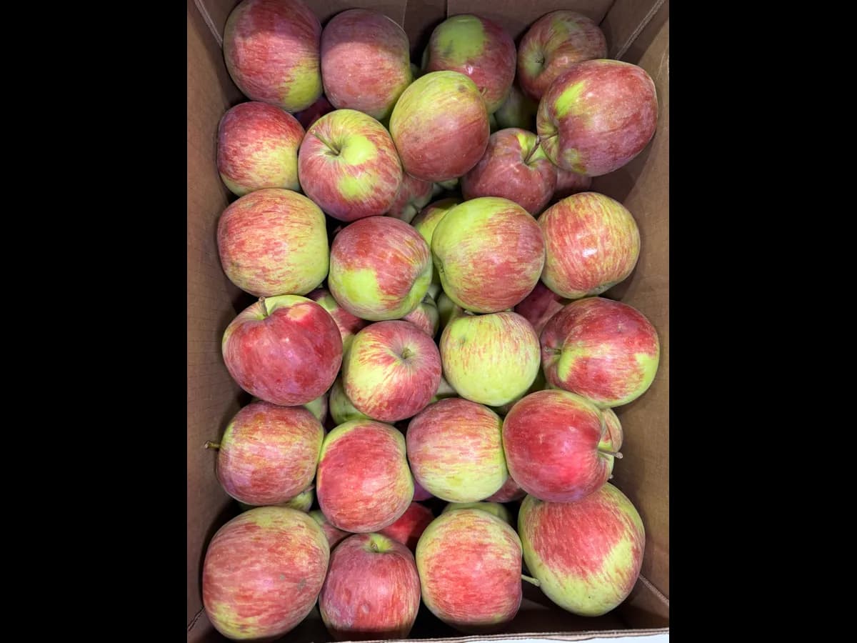 Яблоки орловский полосатый орловские