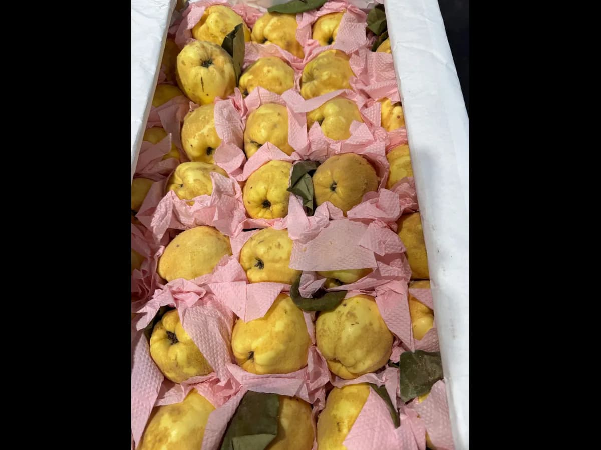 Айва свежая