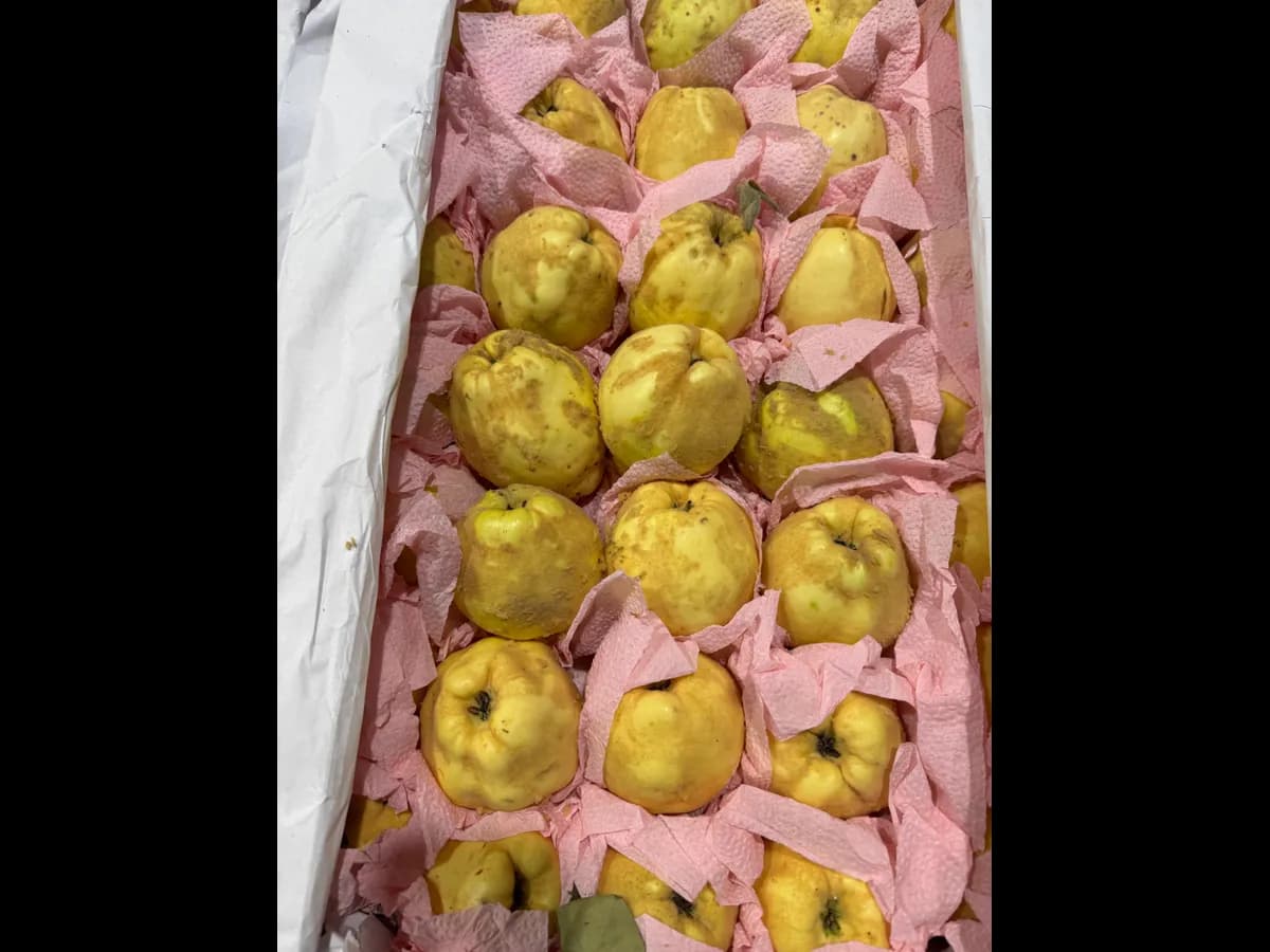 Айва свежая
