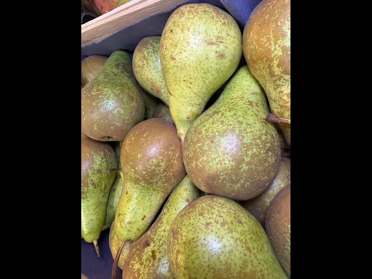 Груша конференция