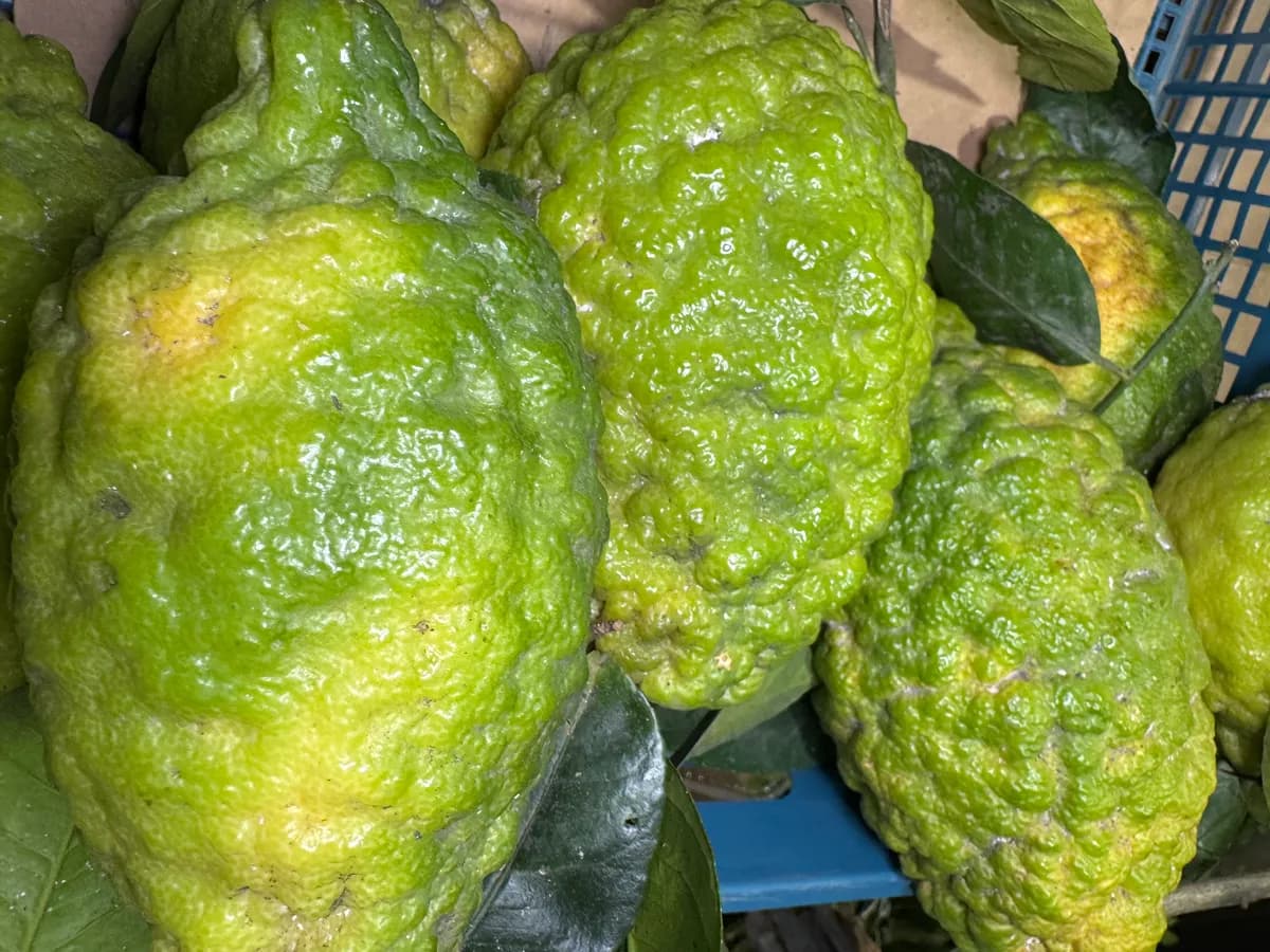 Бергамот свежий