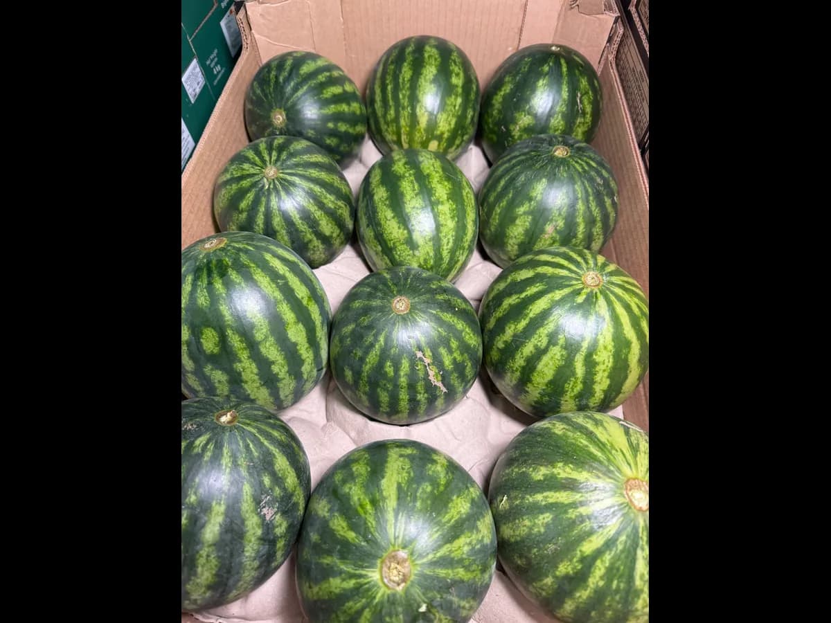 Арбузы мини круглые